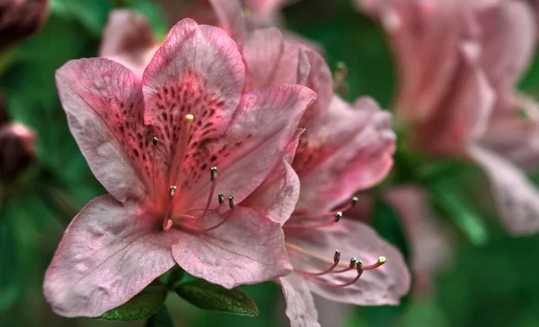 Una Galaxia Coloridas Flores Primavera Verano Otoño —  Fotos de Stock