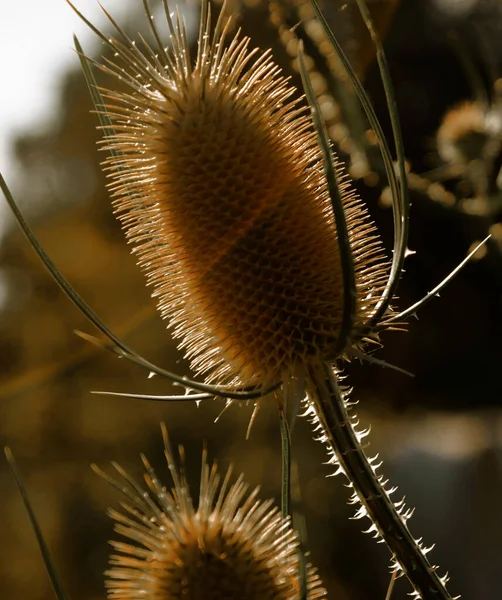 Feldblumen Und Kissen Können Unser Haus Und Leben Effektiv Schmücken — Stockfoto