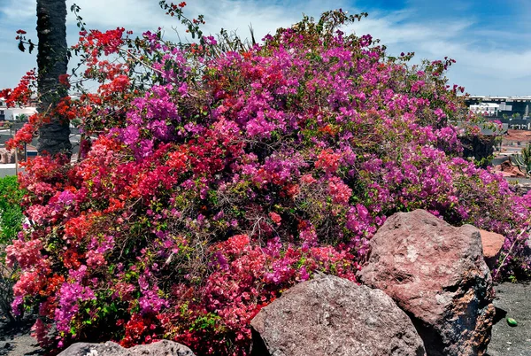 Renkli Bir Bahar Yaz Sonbahar Çiçekleri Galaksisi — Stok fotoğraf