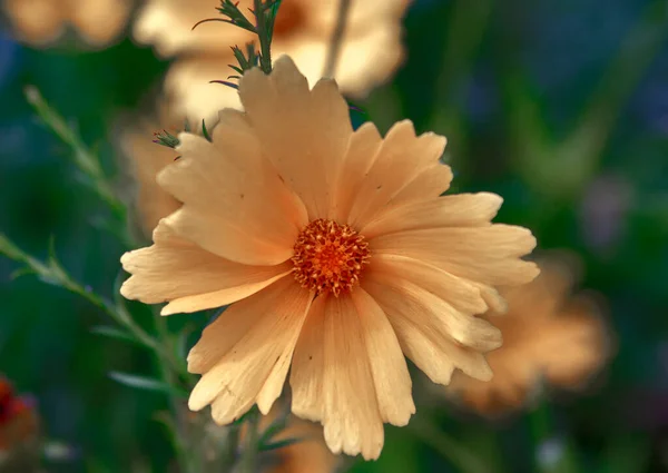 Una Galassia Colorati Fiori Primaverili Estivi Autunnali — Foto Stock