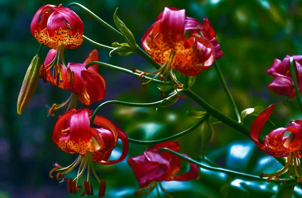 Una Galaxia Coloridas Flores Primavera Verano Otoño —  Fotos de Stock