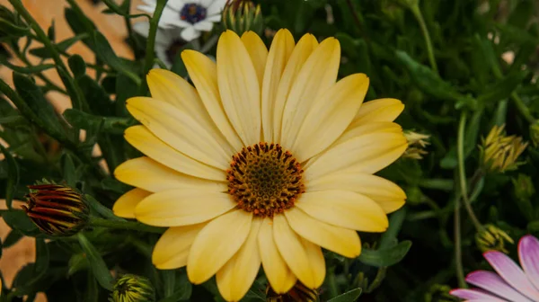 Eine Galaxie Bunter Frühlings Sommer Und Herbstblumen — Stockfoto