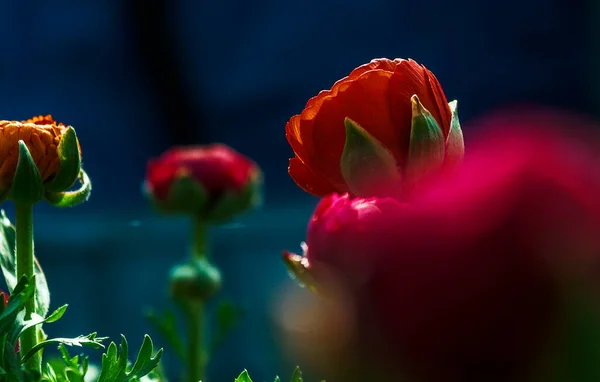 Una Galaxia Coloridas Flores Primavera Verano Otoño —  Fotos de Stock