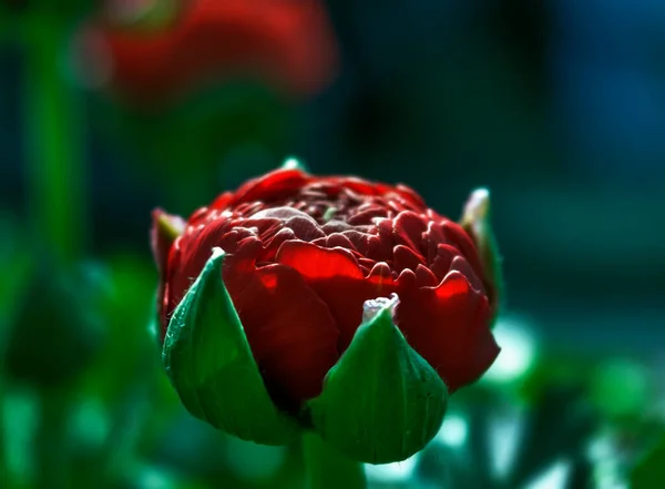 色鮮やかな春夏と秋の花の銀河 — ストック写真