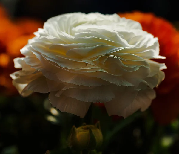 色鮮やかな春夏と秋の花の銀河 — ストック写真