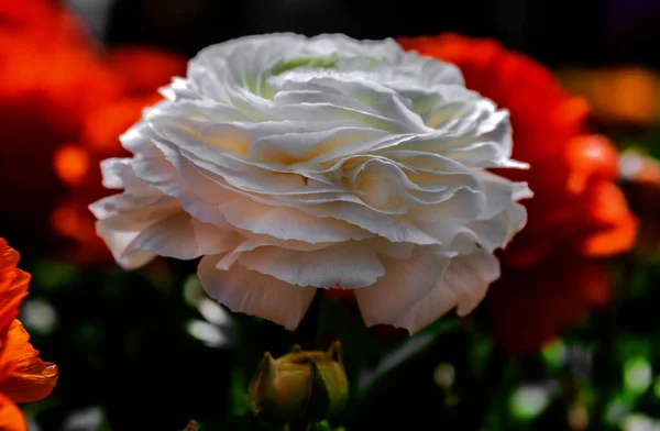 Mooie Roos Opent Een Melkwegstelsel Van Bloemen Zomer — Stockfoto