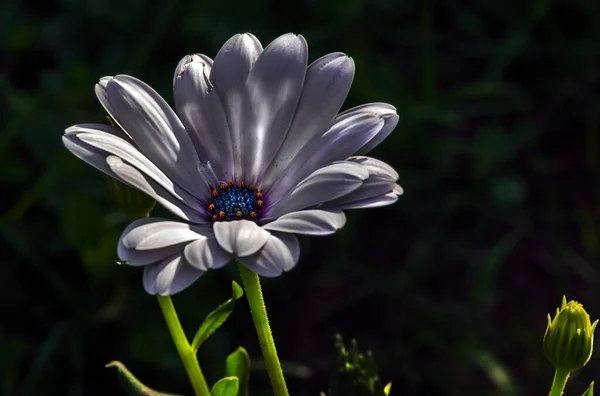 Una Galassia Colorati Fiori Primaverili Estivi Autunnali — Foto Stock