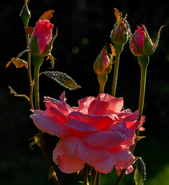 美しいバラは夏に花の銀河を開き — ストック写真