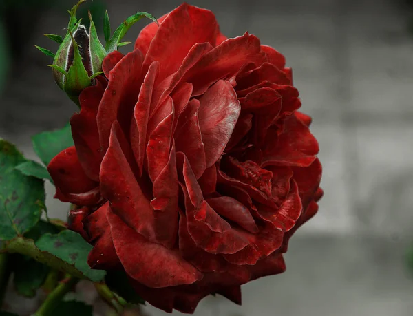 Прекрасная Роза Открывает Галактику Цветов Летом — стоковое фото