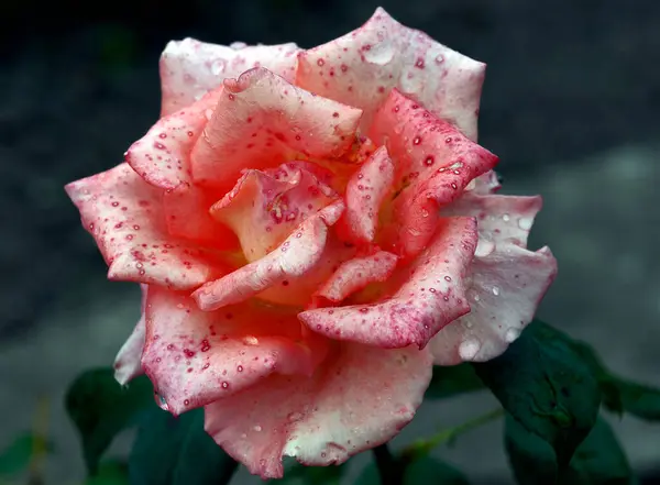 美丽的玫瑰在夏天开了一大束花 — 图库照片