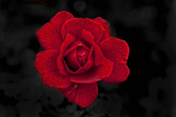 Beautiful Rose Opens Galaxy Flowers Summer — Stock Photo, Image