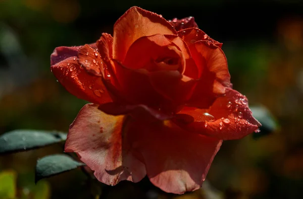 Piękna Róża Otwiera Latem Galaktykę Kwiatów — Zdjęcie stockowe