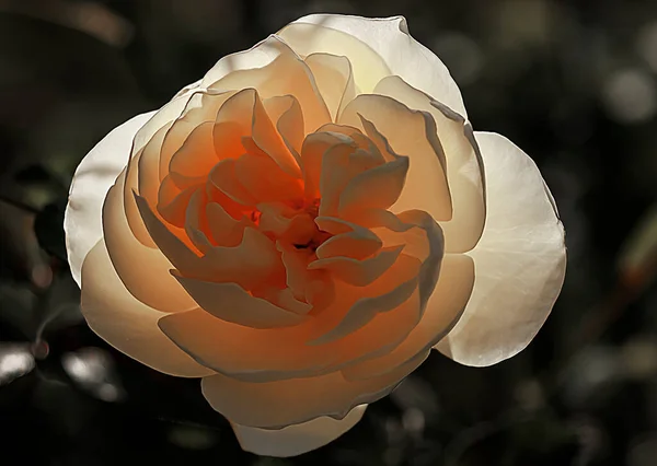 Bella Rosa Abre Una Galaxia Flores Verano —  Fotos de Stock