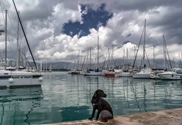 Limandaki Güzel Yatlar Köpek Jiletiyle Korunuyor — Stok fotoğraf