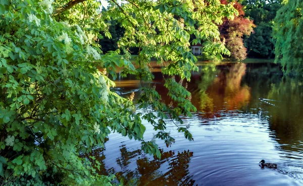 Lente Koesteren Van Eenden Zon — Stockfoto