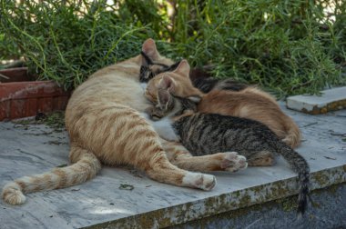 Öğlen uykusu gibisi yoktur.