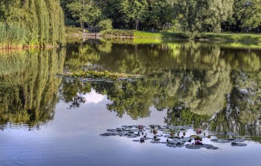Su zambakları bir gölet için mükemmel bir dekorasyon.