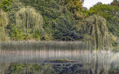 Su zambakları bir gölet için mükemmel bir dekorasyon.