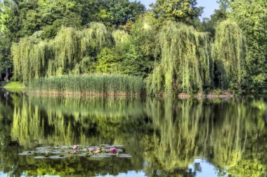 Su zambakları bir gölet için mükemmel bir dekorasyon.