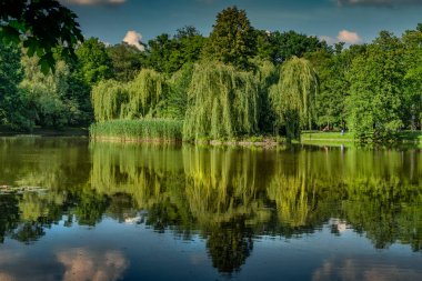 Su zambakları bir gölet için mükemmel bir dekorasyon.