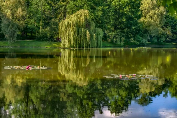 Lírios Água Uma Decoração Perfeita Para Uma Lagoa — Fotografia de Stock