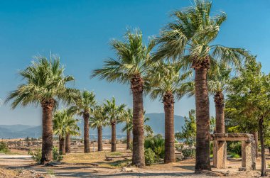 Hiyerapolis 'in antik şehrinde yetişen palmiye ağaçları hindi içinde.
