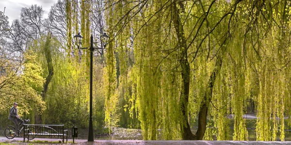 Nature Wakes Winter Surprises Spring Colors — Foto Stock