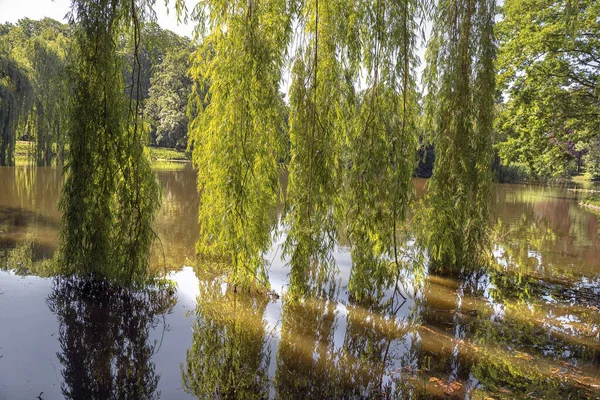 Natureza Acorda Após Inverno Surpresas Com Cores Primavera — Fotografia de Stock