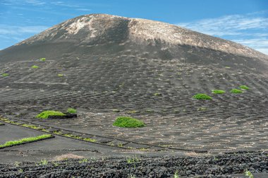 İspanya 'nın Lanzarote adasında üzüm bağları ve kaktüsler.
