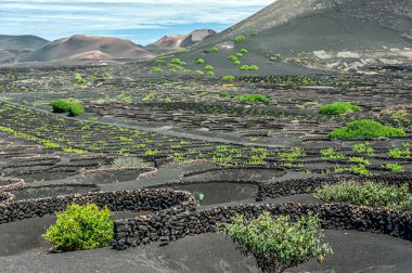 İspanya 'nın Lanzarote adasında üzüm bağları ve kaktüsler.