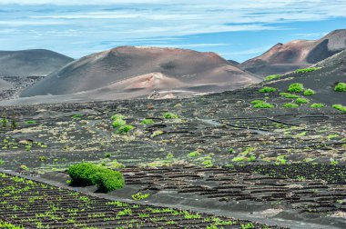 İspanya 'nın Lanzarote adasında üzüm bağları ve kaktüsler.