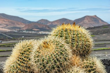 İspanya 'nın Lanzarote adasında üzüm bağları ve kaktüsler.