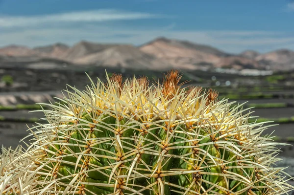 Vinice Kaktusy Španělském Ostrově Lanzarote — Stock fotografie
