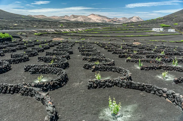 Vineyards Cacti Spanish Island Lanzarote Лицензионные Стоковые Фото