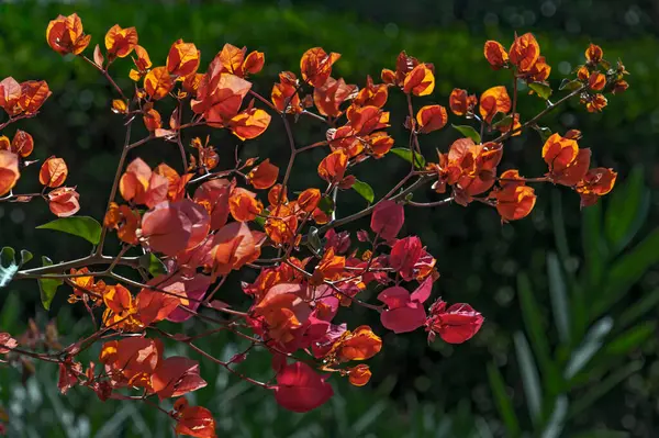 Çok Renkli Bahar Çiçekleri Her Evi Bahçeyi Süsler — Stok fotoğraf