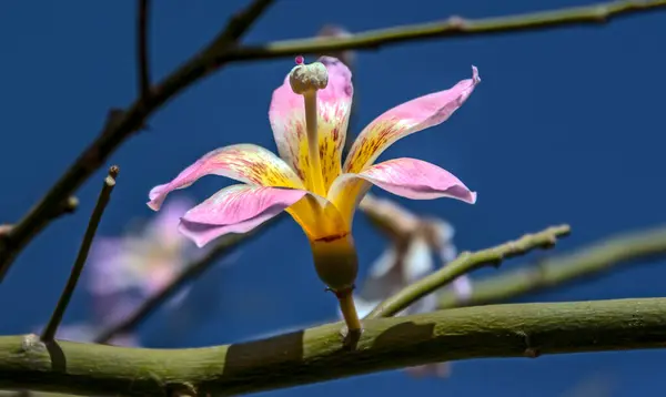 Çok Renkli Bahar Çiçekleri Her Evi Bahçeyi Süsler — Stok fotoğraf