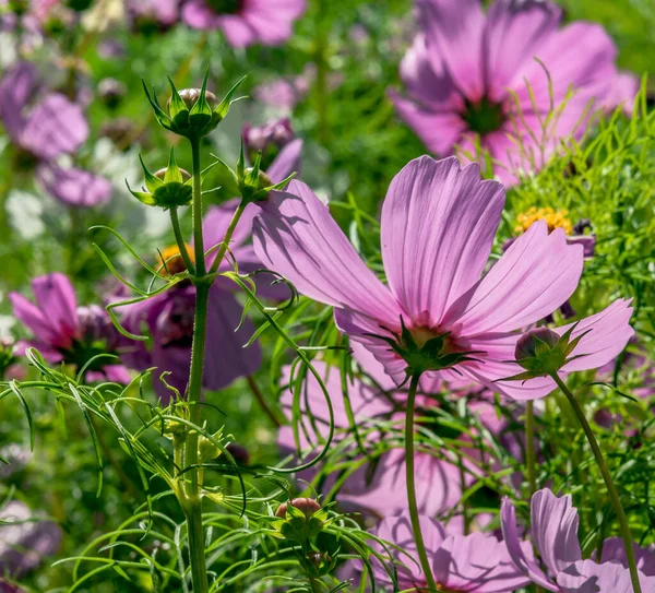 Multicolored Spring Flowers Decorate Any Home Garden — Foto Stock