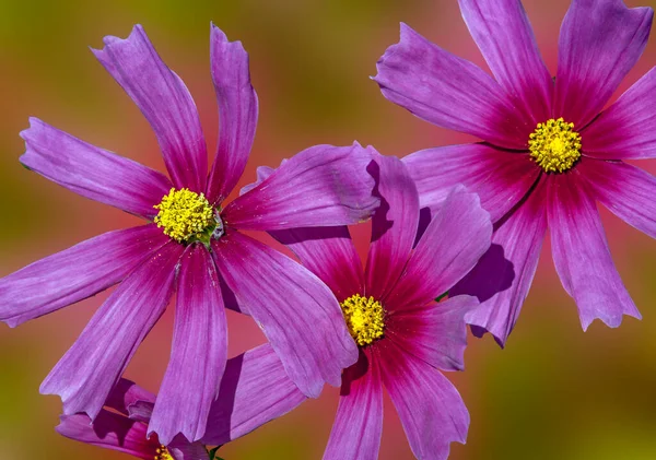 Multicolored Spring Flowers Decorate Any Home Garden — Foto Stock