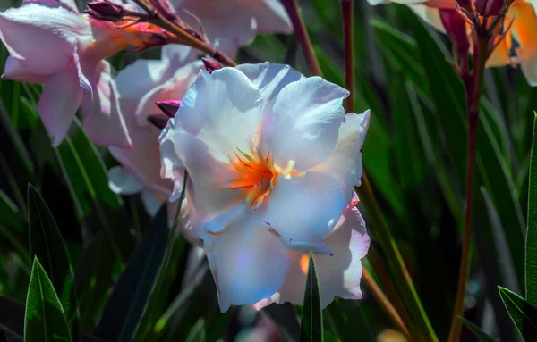 Flores Primavera Multicolores Decoran Cualquier Hogar Jardín —  Fotos de Stock
