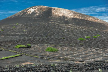 Lanzarote 'un volkanik topraklarında yeşil üzümler görülebilir.