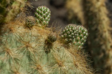 İspanya 'nın Lanzarote adasında bir kaktüs bahçesi.
