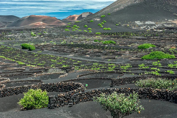 Lanzarote 'un volkanik topraklarında yeşil üzümler görülebilir.