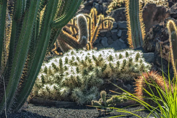 Kaktusträdgård Lanzarote Spain — Stockfoto