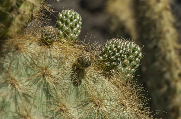 İspanya 'nın Lanzarote adasında bir kaktüs bahçesi.
