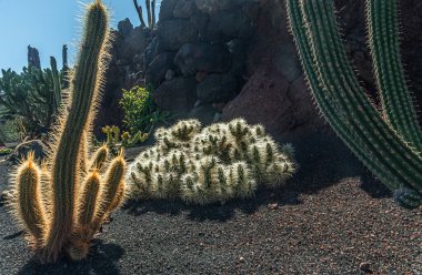 İspanya 'nın Lanzarote adasında bir kaktüs bahçesi.