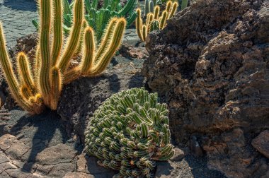 İspanya 'nın Lanzarote adasında bir kaktüs bahçesi.