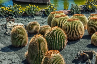 İspanya 'nın Lanzarote adasında bir kaktüs bahçesi.