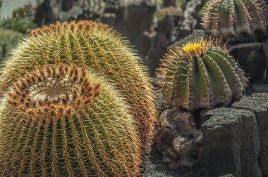İspanya 'nın Lanzarote adasında bir kaktüs bahçesi. 