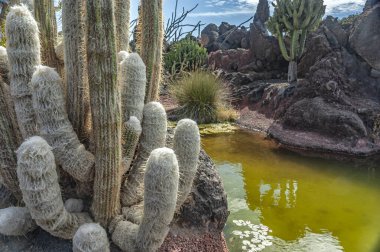 İspanya 'nın Lanzarote adasında bir kaktüs bahçesi. 