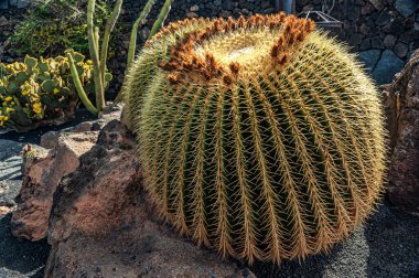 İspanya 'nın Lanzarote adasında bir kaktüs bahçesi. 